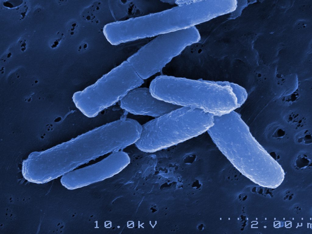 Lactobacillus rhamnosus Rosell-11 - C.F.M. Co. Farmaceutica Milanese